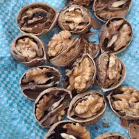 گردو‌پوست‌کاغذی۳۲۰۰۰۰