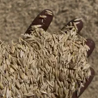 جو   سرارود