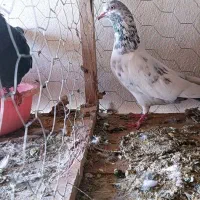 کفتر گرفتنی|پرنده|نهاوند, |دیوار