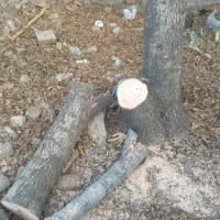 خریدارانواع درختان خشک ومزاحم تسویه نقدی سرباسکول|خدمات باغبانی و درختکاری|کوهدشت, |دیوار