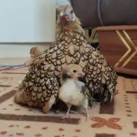 جوجه سبرایت مینیاتوری