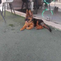 سگ ژرمن|سگ|اهواز, سپیدار|دیوار