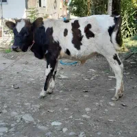 لیشه همون گوساله ماده گاو