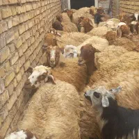 ۲۴ گوسفند آبستن