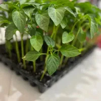 فروش فلفل فسفری y90