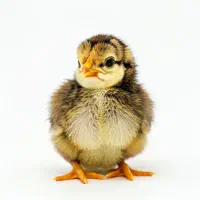 جوجه مرغ رسمی گلپایگان اصلاح شده|حیوانات مزرعه|شهریار, یوسف آباد صیرفی|دیوار