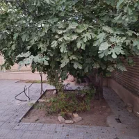 خانه ویلایی بازسازی شده|فروش خانه و ویلا|سمنان, |دیوار