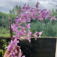 شکوفه بهاری