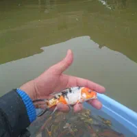 ماهی کوی نژاد|ماهی|قم, هفت تیر|دیوار