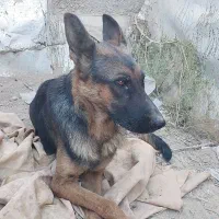 واگذاری ژرمن وپاکوتا|سگ|صباشهر, |دیوار