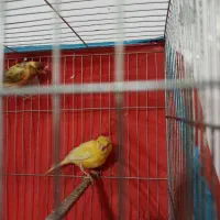 ماده قناری اماده