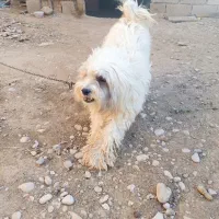 سگ پشمالو|سگ|رامشیر, |دیوار