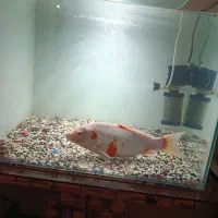 ماهی کوی مولد نر|ماهی|کرج, فاز ۳ گوهردشت|دیوار