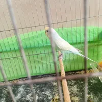 یک جفت مرغ عشق باجوجه|پرنده|اندیمشک, |دیوار