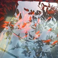 پخش ماهی قِرمز شب عید