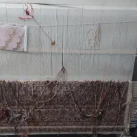 دار قالی طرح ماهی رج ۵۰