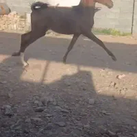 فرووش کره اسب