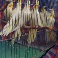 عروس هلندی|پرنده|بروجرد, |دیوار