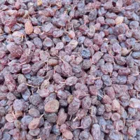 کشمش آفتابی