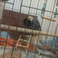 عروس هلندی مولد(همراه با ۷تا تخم)|پرنده|فردیس, سپید دشت|دیوار