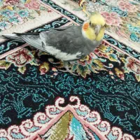 عروس هلندی سخنگو و دستی|پرنده|نسیمشهر, |دیوار