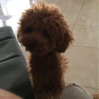 سگ‌جفتگیری‌پودل نر