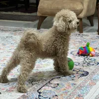 یک عددسگ پاکوتاه وتربیت شده بفروش میرسد