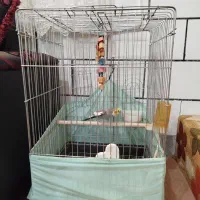 عروس هلندی بازیگوش|پرنده|خمین, |دیوار