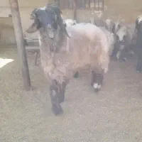 قوچ ، بره قوچی ، میش ، بره نر|حیوانات مزرعه|شیراز, بید زرد|دیوار