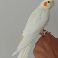 عروس هلندی|پرنده|ابهر, |دیوار