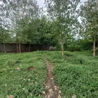 ۵۰۰متر زمین مسکونی    سنددار