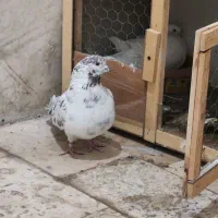 کفتر نر باخت  رفته جوجه داره