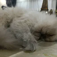 فروش گربه پرشین هیمالین|گربه|تبریز, |دیوار