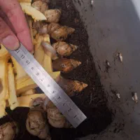 حلزون آماده تخم + مشاوره رایگان|حیوانات مزرعه|قم, زنبیل آباد|دیوار