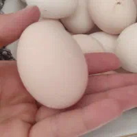 تخم مرغ محلی