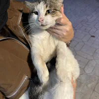 واگذاری گربه|گربه|سرخرود, |دیوار