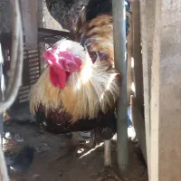 مرع وخروس  بالغ ونیمچه