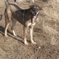 ماده پژدر اصیل