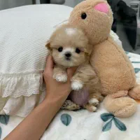 پودل عروسکی|سگ|تهران, سردارجنگل|دیوار