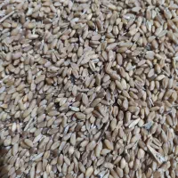 فروش گندم بذری