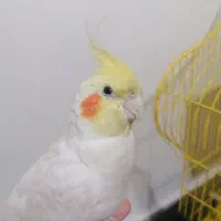 عروس هلندی گمشده