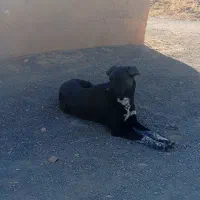 توله سگ ماده|سگ|همدان, |دیوار