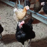 مرغ و خروس محلی (بومی)