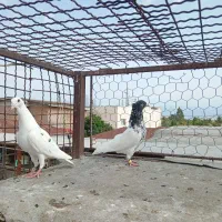 جفت نر. ناجلد