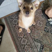 سگ اشپیتز ۶ ماهه