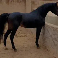 اسب نریان خالص مشکی