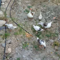 فروش فوری غاز