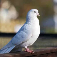 یک عدد کبوتر پیدا شده