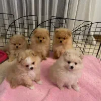 سگ. پامر خرسی روباهی پامرانین عروسکی