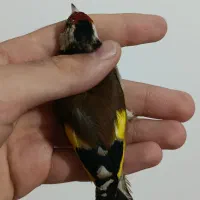 سهره رسمی نر جوجه امساله|پرنده|آمل, |دیوار